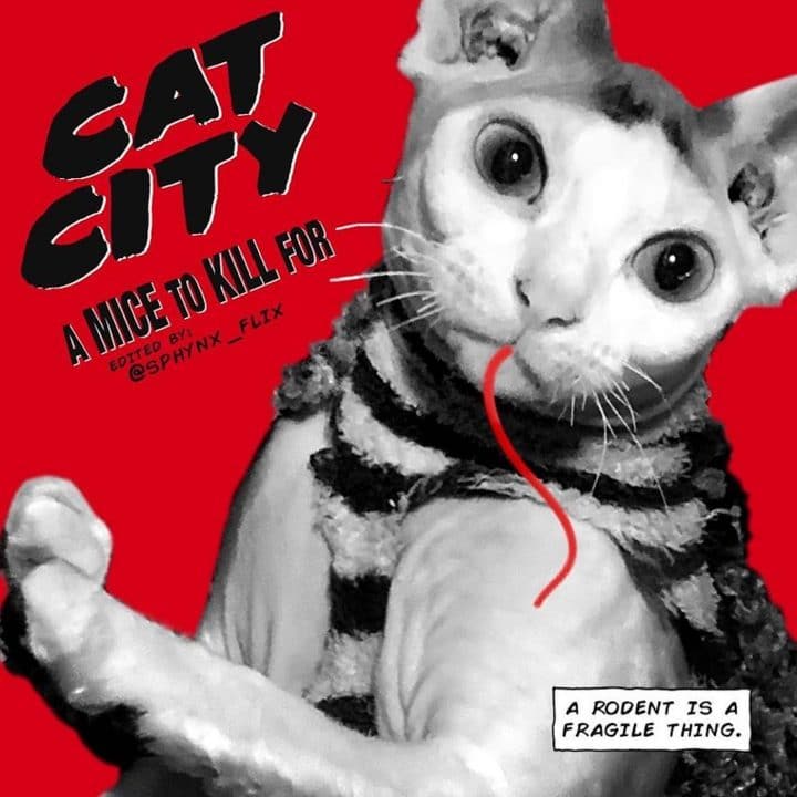 Affiche film chat 37