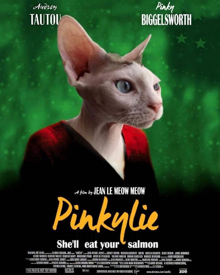 Affiche film chat 38