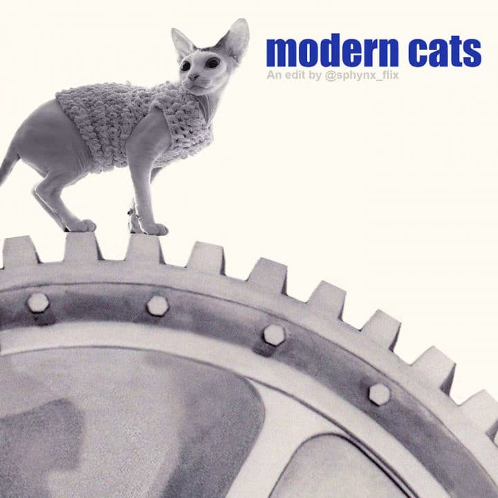 Affiche film chat 39