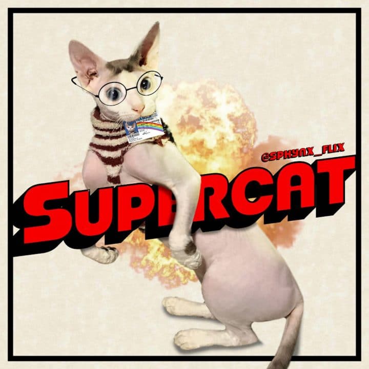 Affiche film chat 40