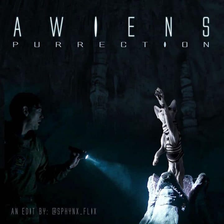 Affiche film chat 43