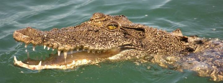 attaqué crocodile s'en sort doigt oeil