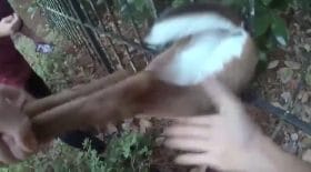 Biche sauvée