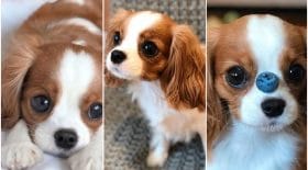 Cavalier King Charles