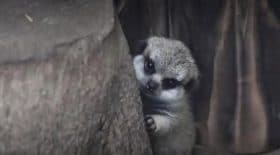 ce-bebe-suricate-va-vous-faire-craquer
