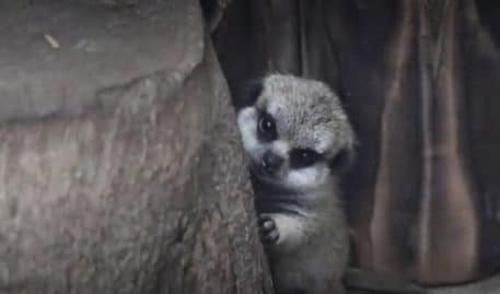 ce-bebe-suricate-va-vous-faire-craquer