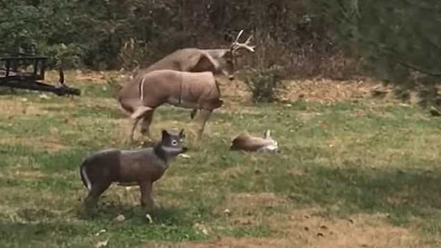 Un Chevreuil Decapite Sa Femelle Lors D Un Coit Un Peu Brutal Enfin C Est Ce Qu Il Pense