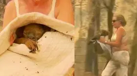 Cette femme sauve un koala des flammes