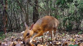 chevrotain