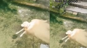 Chien dans l'eau