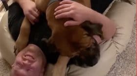 chien heureux retrouve maitre