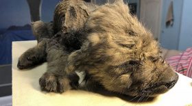 Un chien-loup vieux de 18 000 ans retrouvé