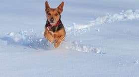 Chien neige
