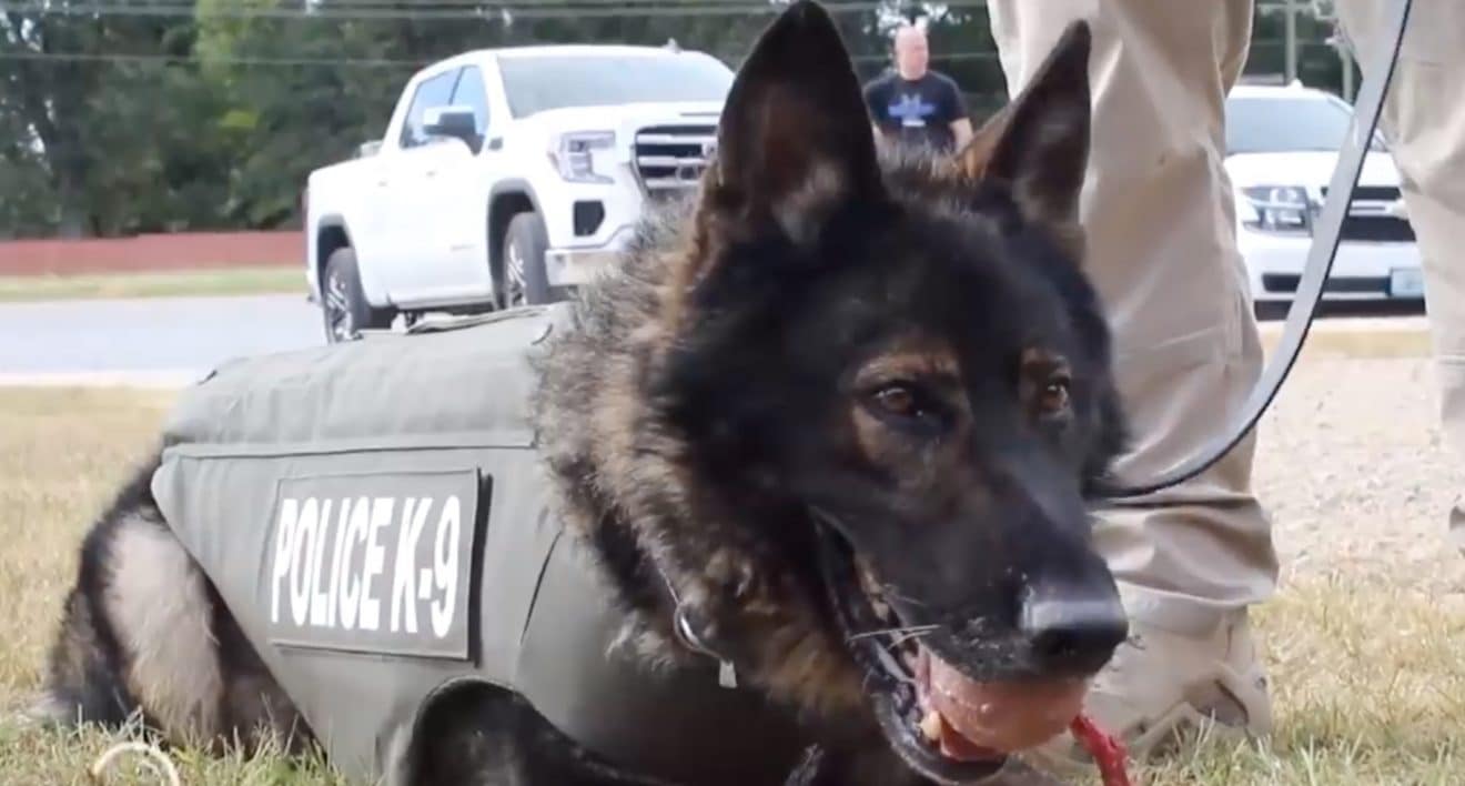 Un chien policier reçoit 5 balles tirées par une femme de