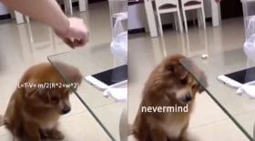 Chien qui ne comprend pas ce qui se passe