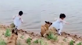 Chien