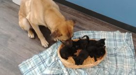 chienne qui sauve des chatons