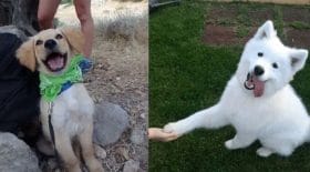 Chiens adoptés
