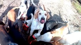 Chiens de chasse maltraités en Dordogne