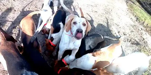 Chiens de chasse maltraités en Dordogne