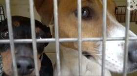 Animaux sauvés d'une maison ignoble dans l'Oise