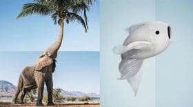 Collage Stephen McMennamy