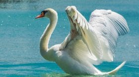 cygnes annecy