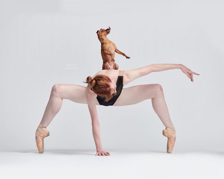 Danseurs de ballet chien 2