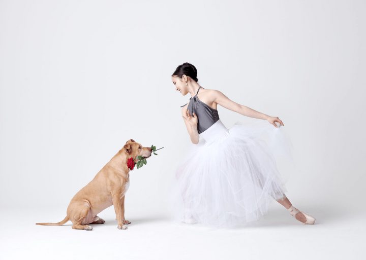 Danseurs de ballet chien 22