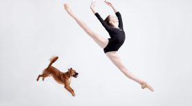 Danseurs de ballet chien 3