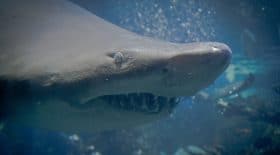 Des requins-tigres aperçus au large d'Hawaï
