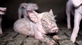 Élevage intensif