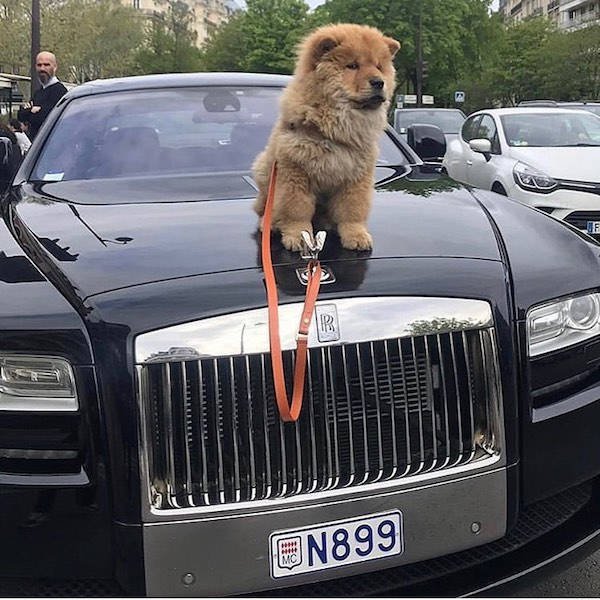 enfants privilégiés 33