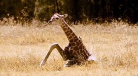 Girafon abandonné