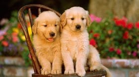 job chiens