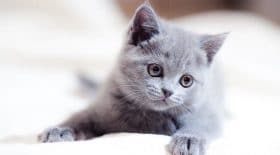 Il se fait renvoyer pour avoir sauvé un chaton
