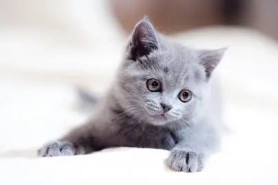 Il se fait renvoyer pour avoir sauvé un chaton