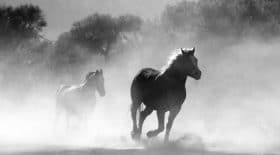 Dura,t l'incendie en californie, un cheval retourne dans le brasier sauver sa famille
