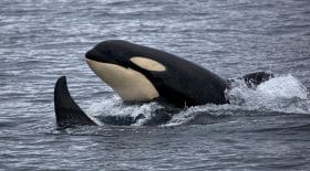 incroyable-en-afrique-du-sud-des-orques-chassent-des-requins-blancs-sous-les-yeux-de-touristes
