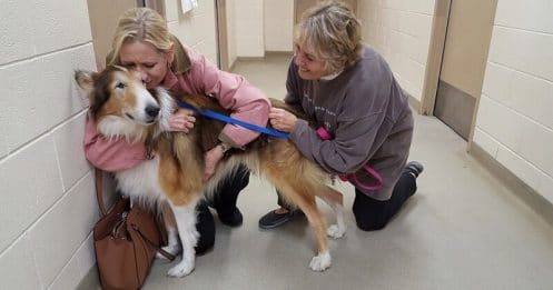 Un colley âgé de 16 ans abandonné