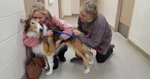Un colley âgé de 16 ans abandonné