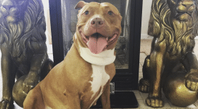 Un joueur NFL adopte Lola, une chienne abandonnée et "non-adoptable"
