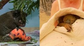 Koala Lewis sauvé des flammes est décédé
