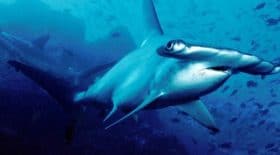 Une toute nouvelle espèce de requin découverte