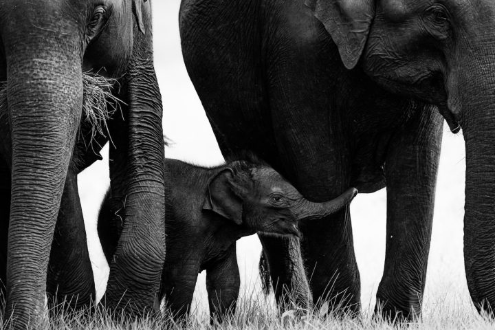 photo NPOTY 23 photographies nature