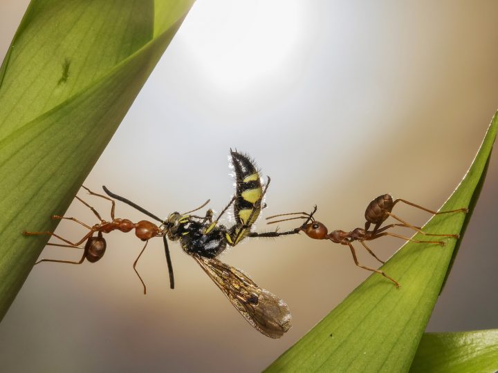 photo NPOTY 24 photographies nature