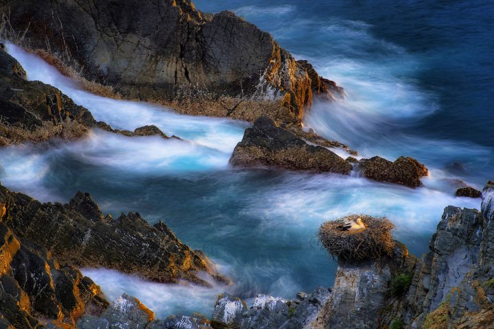 photo NPOTY 26 photographies nature