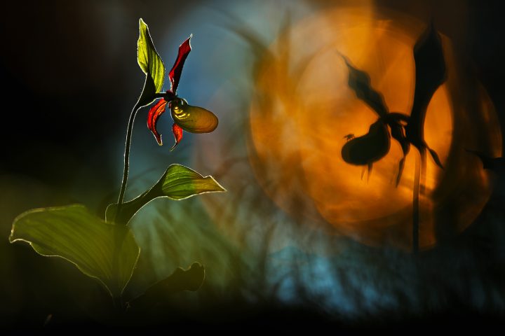 photo NPOTY 28 photographies nature