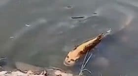 Découvrez un poisson très étrange