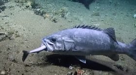 poisson mange requin